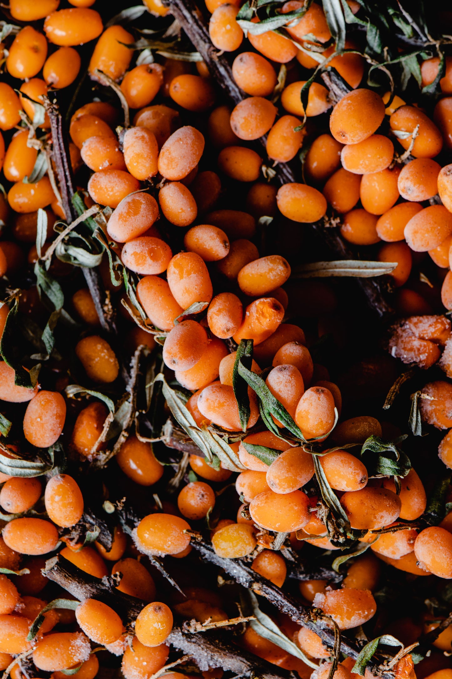 Close-up of dried sea buckthorn berries