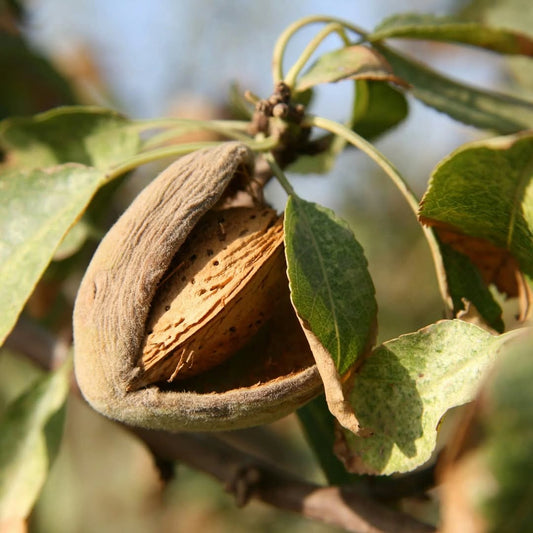 Best Mamra Almonds in India;  What Makes Kashmiri Mamra Almonds Stand Out?