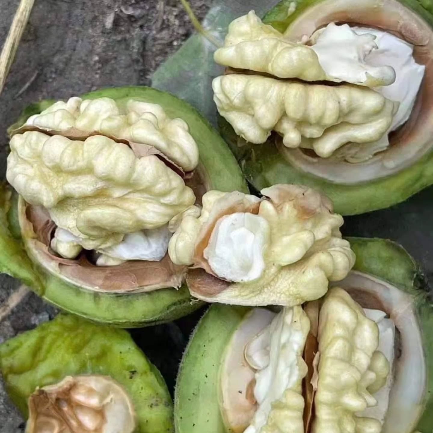 Premium Dry Fruits Collection