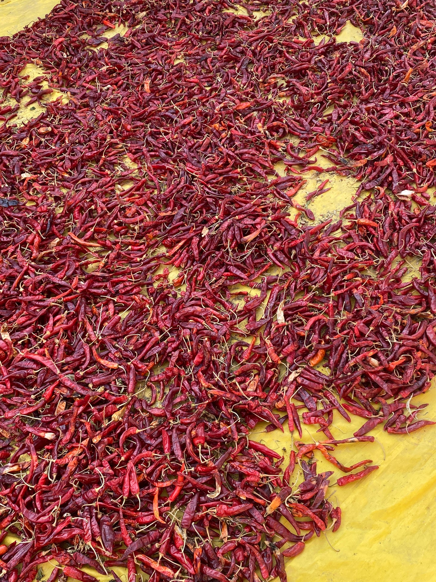 SaffronTownKashmir&Co™ Premium Kashmiri Red Chilli Powder | 100% Pure & Natural | Rich Color | Mild Heat