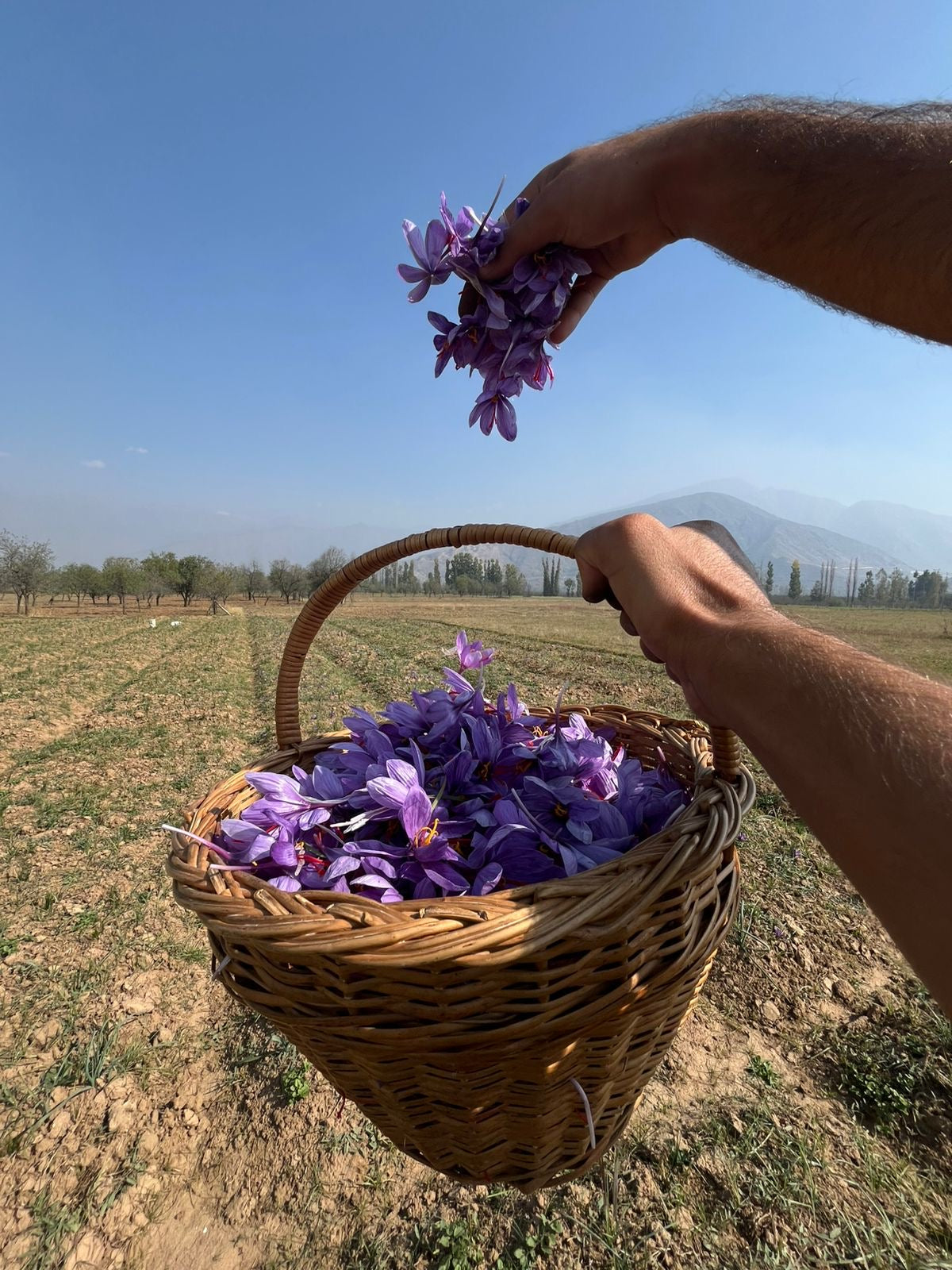 SaffronTownKashmir™ Pampore Mongra Saffron | Hand-Harvested Kashmiri Red Gold | Grade A+ Pure Kesar